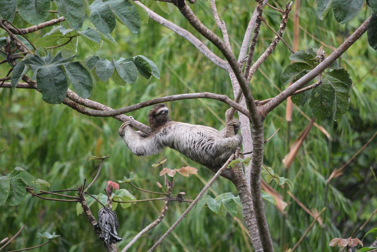 Casa Del Toucan Dominical Kültér fotó