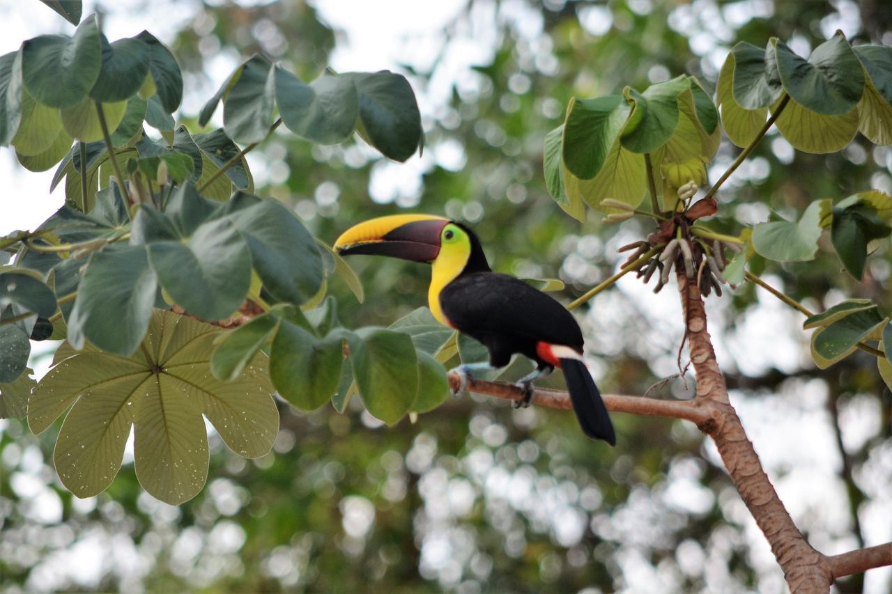 Casa Del Toucan Dominical Kültér fotó