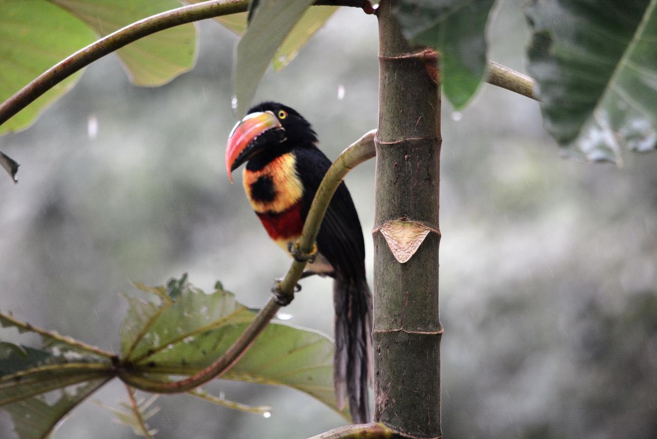 Casa Del Toucan Dominical Kültér fotó