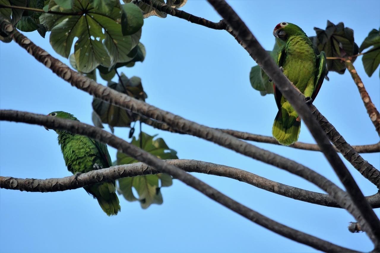 Casa Del Toucan Dominical Kültér fotó